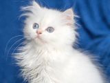 Üretim Tesisinden British Longhair Kar Beyazı Ny 33 Kızımız