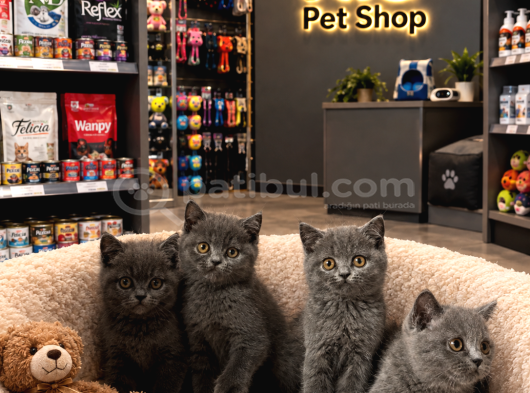 Top Kafa Aşırı Güzel British Shorthair Yavrularımız görsel
