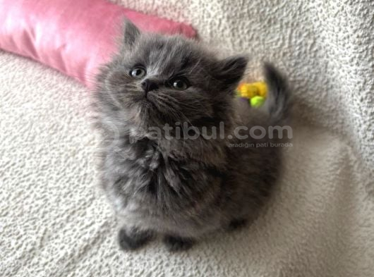 Safkan Longhair Yavrumuz görsel