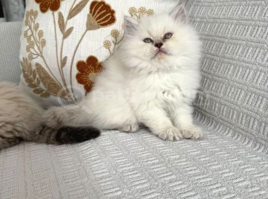 Tam Irk Bebekleri̇mi̇z görsel
