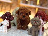 Türki̇yeni̇n En Güzel Poodle Yavrulari