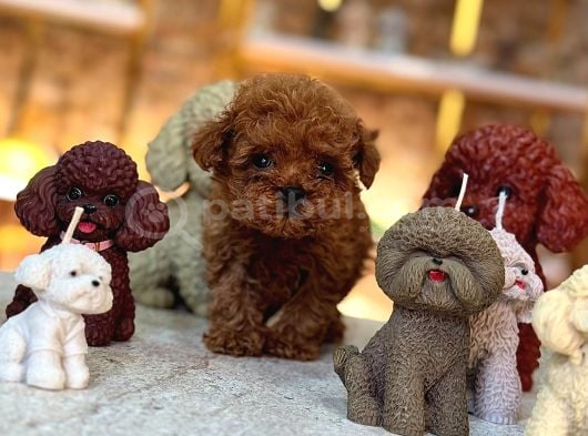 Türki̇yeni̇n En Güzel Poodle Yavrulari görsel