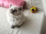 Anne Baba Scrli Safkan Longhair Yavrular