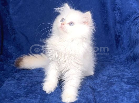 Üretim Tesisinden British Longhair Kar Beyazı Ny 33 Kızımız görsel