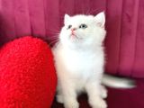 Üretim Tesisinden British Shorhair Erkek Ny 12 33