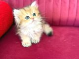 Üretim Tesisinden British Longhair Dişi