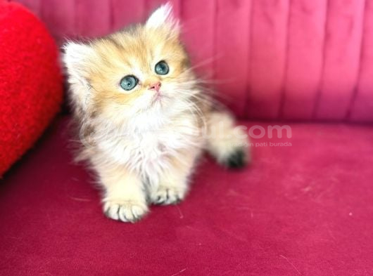 Üretim Tesisinden British Longhair Dişi görsel