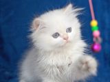 Üretim Tesisinden British Longhair Kar Beyazı Ny 33 Kızımız