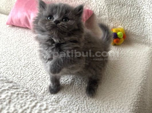 Safkan Longhair Yavrumuz görsel