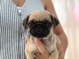 Irk Ve Sağlik Garanti̇li̇ Pug Yavrularimiz