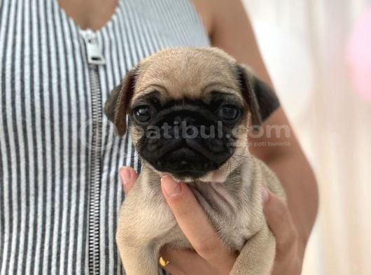 IRK VE SAĞLIK GARANTİLİ pUG YAVRULARIMIZ