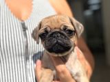 Irk Ve Sağlik Garanti̇li̇ Pug Yavrularimiz