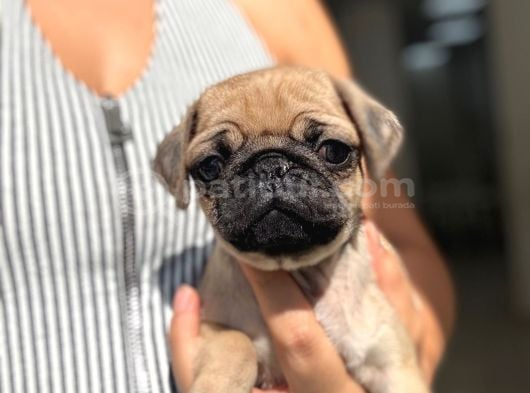 Irk Ve Sağlik Garanti̇li̇ Pug Yavrularimiz görsel