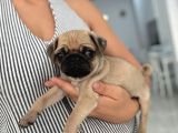Irk Ve Sağlik Garanti̇li̇ Pug Yavrularimiz