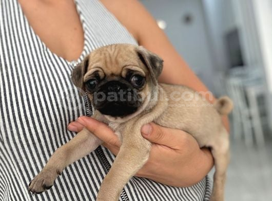 Irk Ve Sağlik Garanti̇li̇ Pug Yavrularimiz görsel