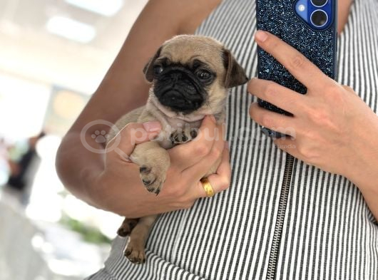 Irk Ve Sağlik Garanti̇li̇ Pug Yavrularimiz görsel