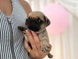 Irk Ve Sağlik Garanti̇li̇ Pug Yavrularimiz
