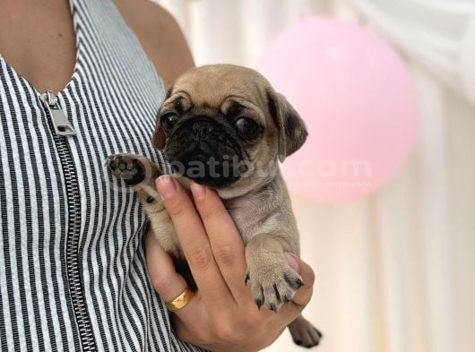 Irk Ve Sağlik Garanti̇li̇ Pug Yavrularimiz görsel