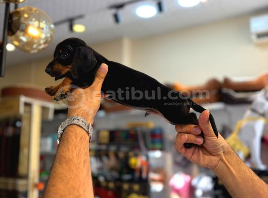 Irk Ve Sağlik Garanti̇li̇ Dachund Sosi̇s Yavrularimiz görsel