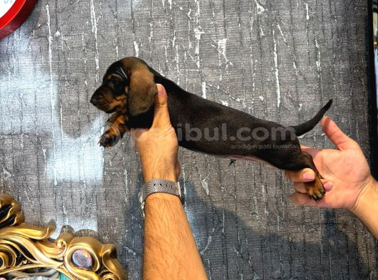 Irk Ve Sağlik Garanti̇li̇ Dachund Sosi̇s Yavrularimiz