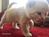 Scottish Fold Yavrularımız