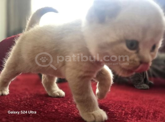 Scottish Fold Yavrularımız görsel