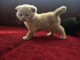 Scottish Fold Yavrularımız