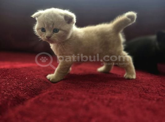 Scottish Fold Yavrularımız görsel