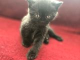 Scottish Fold Yavrularımız