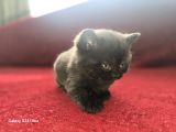 Scottish Fold Yavrularımız