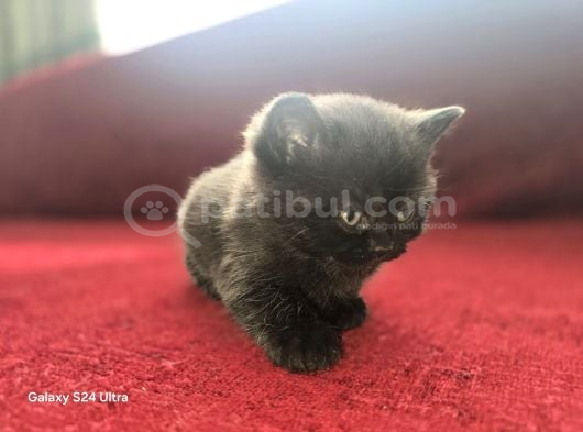 Scottish Fold Yavrularımız görsel