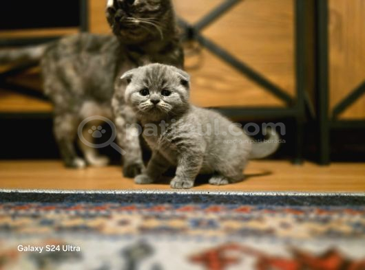 Scottish Fold Yavrularımız