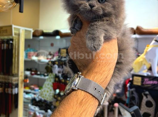 Irk Ve Sağlik Garanti̇li̇ Bri̇ti̇sh Yavrularimiz görsel