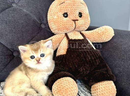 Silver Ve Gold Yavrular Dişi Erkek görsel