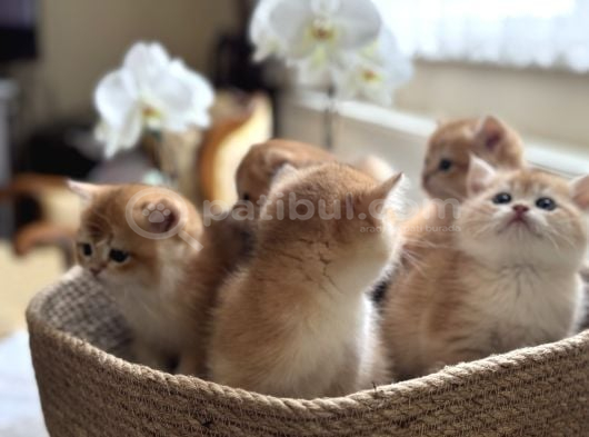 Altın Sarısı Golden Ny12 Bebekler görsel
