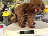 Çok Tatlı 11 Aylık 1700 gr Teacup Poodle