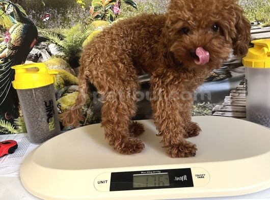Çok Tatlı 11 Aylık 1700 Gr Teacup Poodle