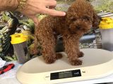 Çok Tatlı 11 Aylık 1700 Gr Teacup Poodle