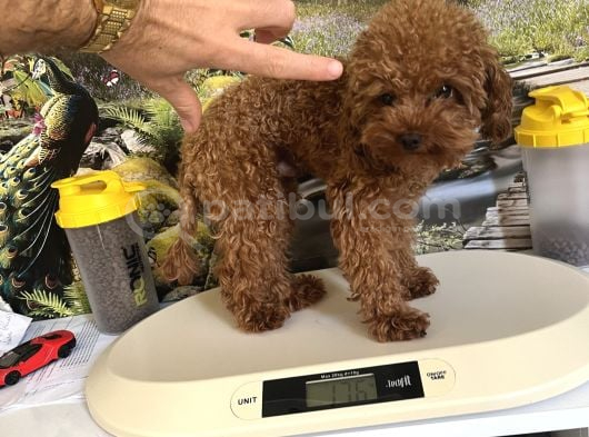 Çok Tatlı 11 Aylık 1700 Gr Teacup Poodle görsel