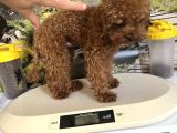 Çok Tatlı 11 Aylık 1700 Gr Teacup Poodle