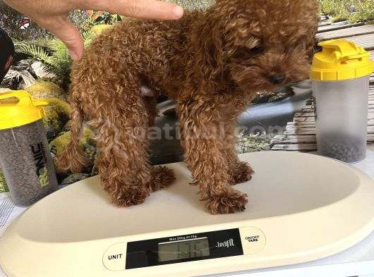 Çok Tatlı 11 Aylık 1700 Gr Teacup Poodle görsel