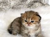 Scottish Fold Golden Tabby