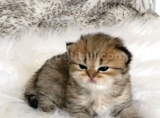 Scottish Fold Golden Tabby görsel