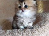 Scottish Fold Golden Tabby