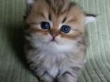 Scottish Fold Golden Tabby