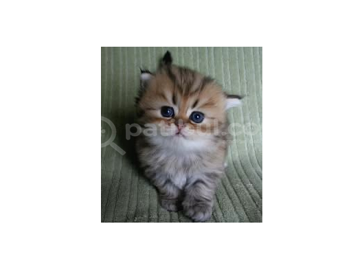 Scottish Fold Golden Tabby görsel