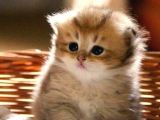 Scottish Fold Golden Tabby