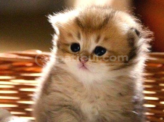 Scottish fold golden tabby