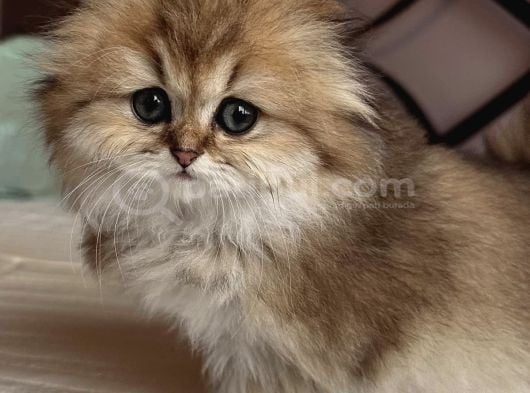 Scottish Fold Golden Tabby görsel
