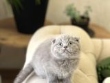 Top Kafa Ayi Surat Scotti̇sh Fold Yavrum
